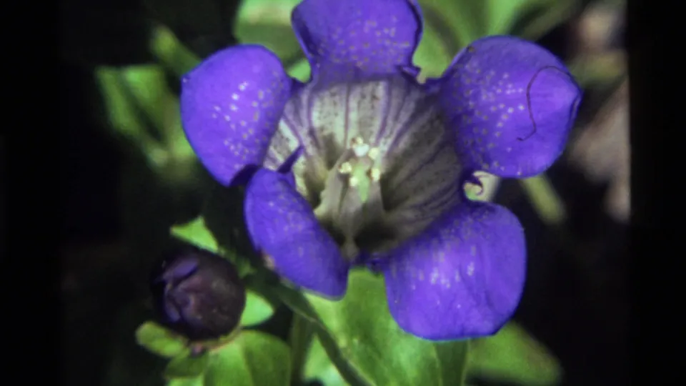 1972 Holland Lake 8mm frame showing a wider close-up of the purple-blue flower with leaves and a dark bud in view.