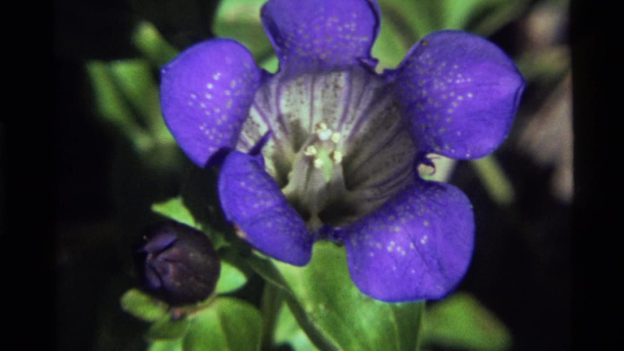 Close-up 1972 Holland Lake 8mm frame of a purple wildflower with a pale center, spotted petals, green foliage, and a nearby closed bud.