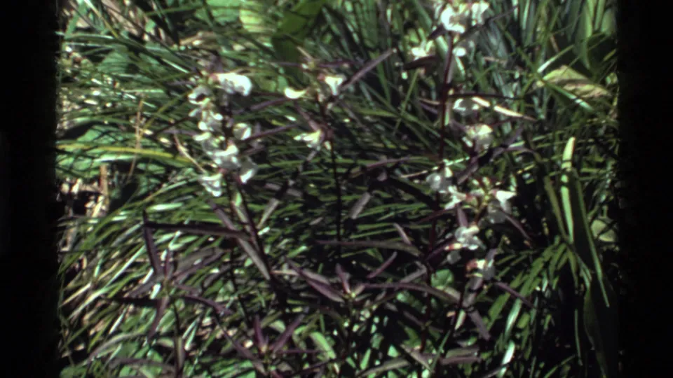 1972 Holland Lake 8mm frame showing small white wildflowers with purple stems scattered through dense green grass.