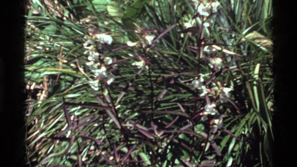 1972 Holland Lake 8mm frame of white wildflowers and purple stems in grass, framed by dark scan edges and uneven sunlight.
