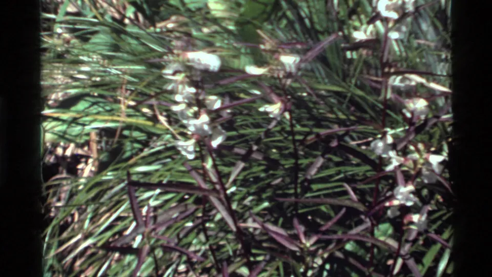1972 Holland Lake 8mm frame with a softer view of white wildflowers and purple stems amid grass, showing visible film borders.