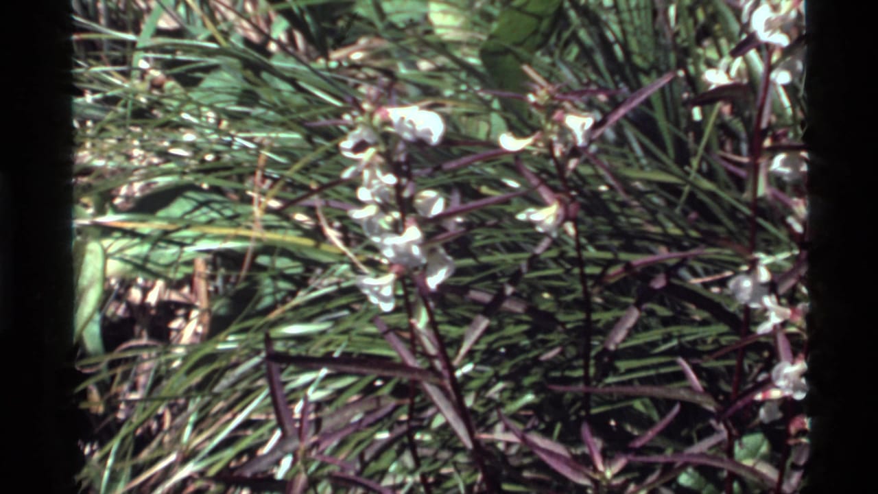 Close 1972 8mm view of small white flowers growing among grasses near Holland Lake, Montana.