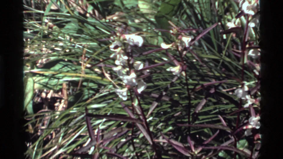 Close 1972 8mm view of small white flowers growing among grasses near Holland Lake, Montana.