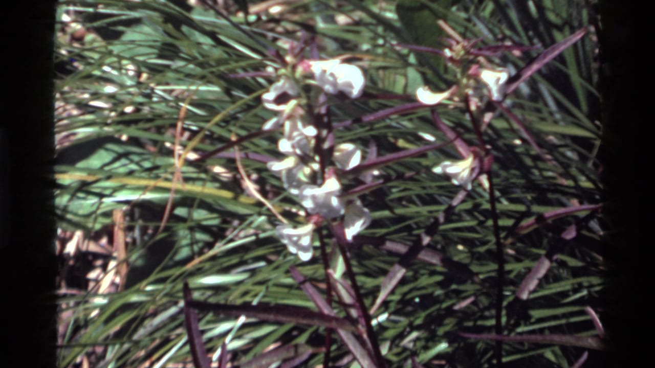 White blossoms and thin grasses filling the frame in soft focus.