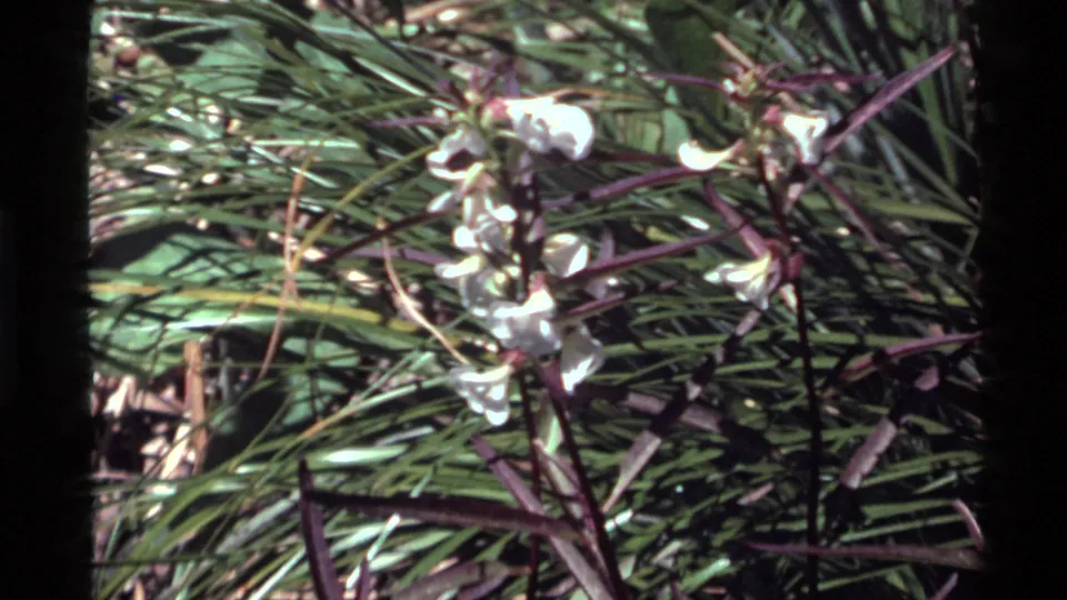 Soft 8mm close-up of white wildflowers and grasses from the Holland Lake, Montana home-movie footage.