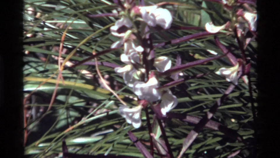 Closer 1972 Holland Lake frame showing a white flower cluster against grasses and purple-tinged stems.