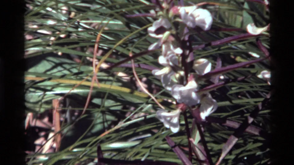 Final 8mm frame of white wildflowers partly softened by focus among grasses at Holland Lake, Montana.