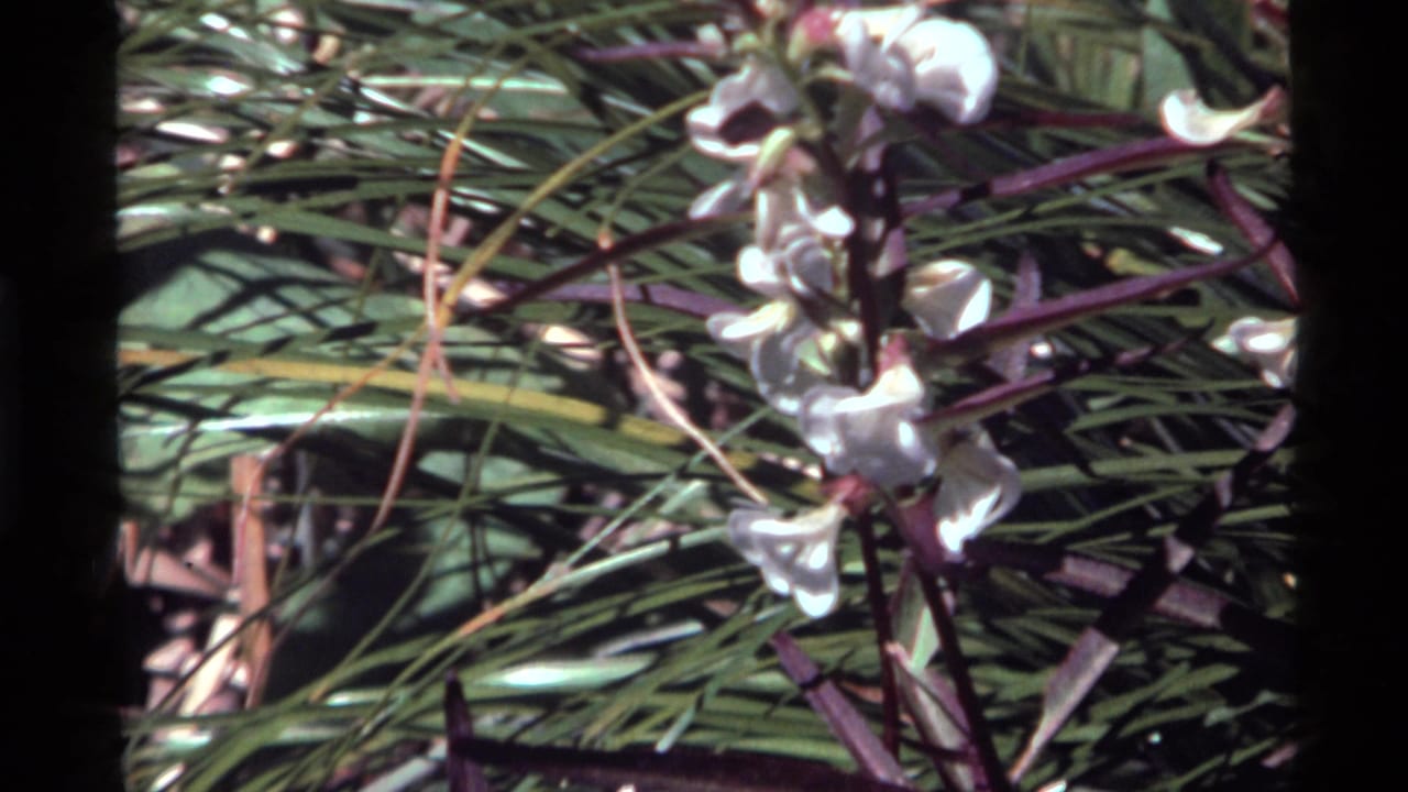 1972 Holland Lake 8mm frame showing white trumpet-like flowers on purple stems, surrounded by narrow green leaves.