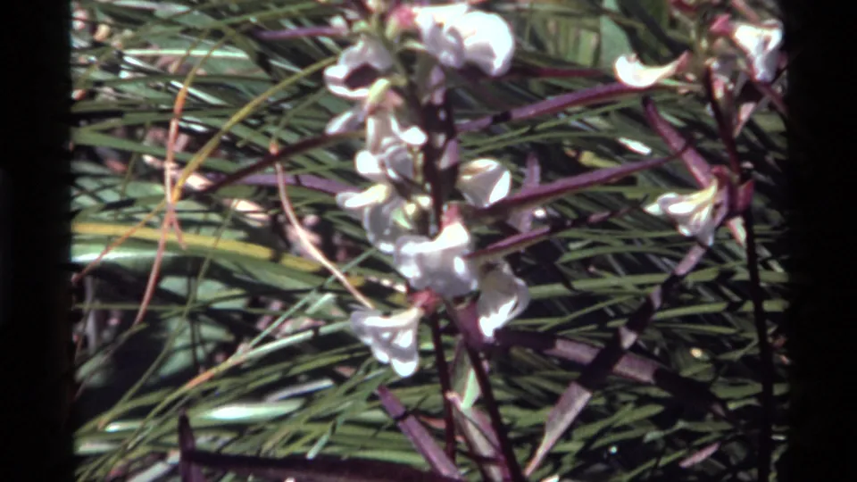 Close 8mm view of white flowers on purple stalks at Holland Lake, Montana, with dense grasslike leaves behind them.