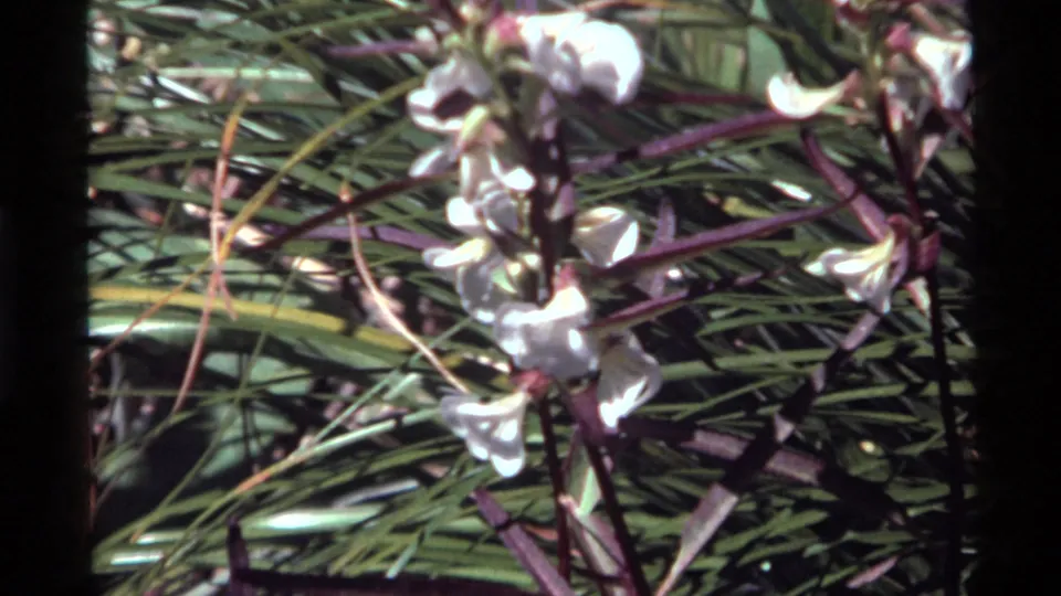 1972 8mm Montana nature frame with white trumpet-style blossoms, purple stems, and layered green foliage in soft sunlight.