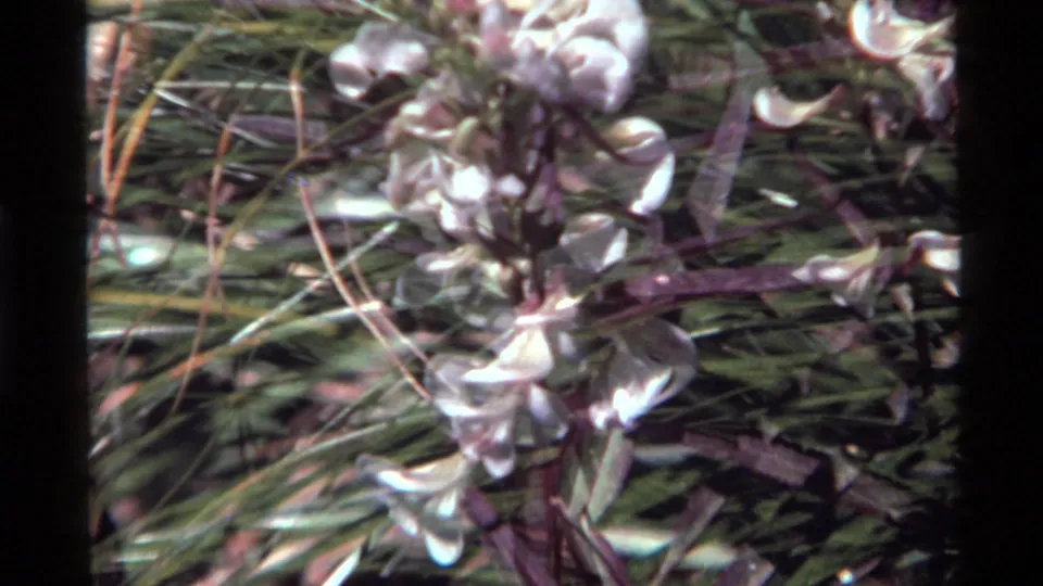 End frame from the 1972 Holland Lake clip showing wind-softened white flowers, purple stems, and surrounding green leaves.