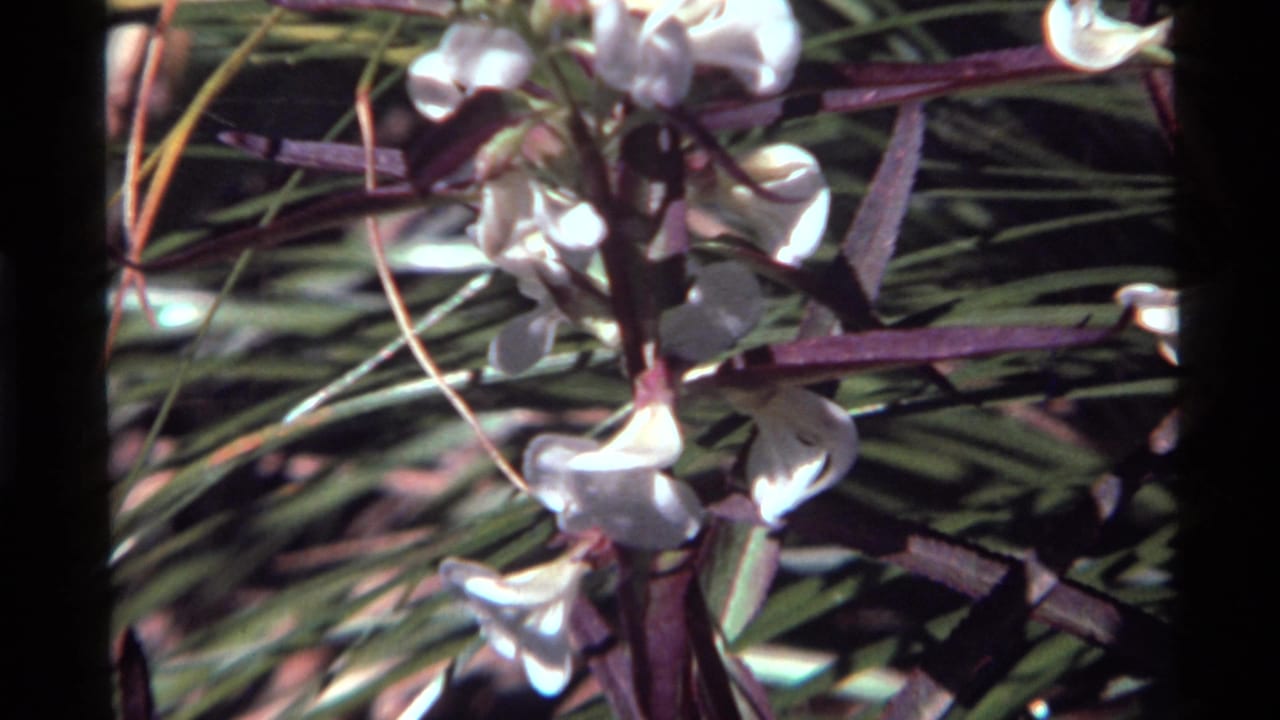 1972 8mm close-up near Holland Lake, Montana, showing white petunia-like flowers with green leaves and purple stems in bright sun.