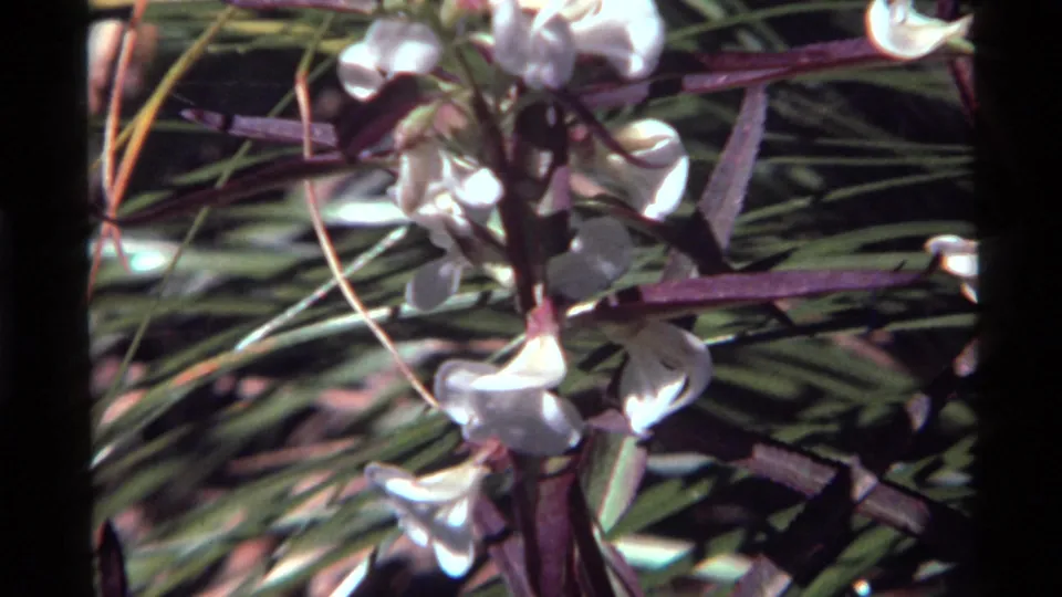 1972 8mm close-up near Holland Lake, Montana, showing white petunia-like flowers with green leaves and purple stems in bright sun.