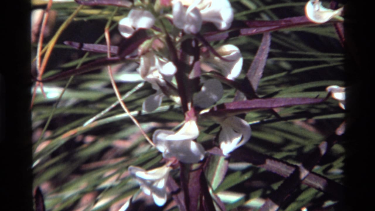 Vintage 8mm frame from Holland Lake, Montana, with white petunia-like blossoms against green foliage and purple stems.