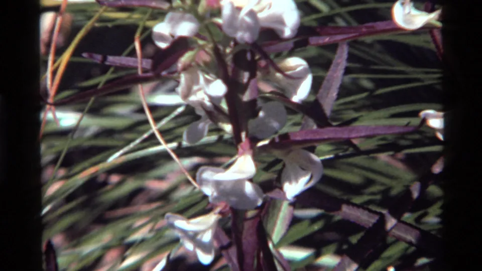 Vintage 8mm frame from Holland Lake, Montana, with white petunia-like blossoms against green foliage and purple stems.