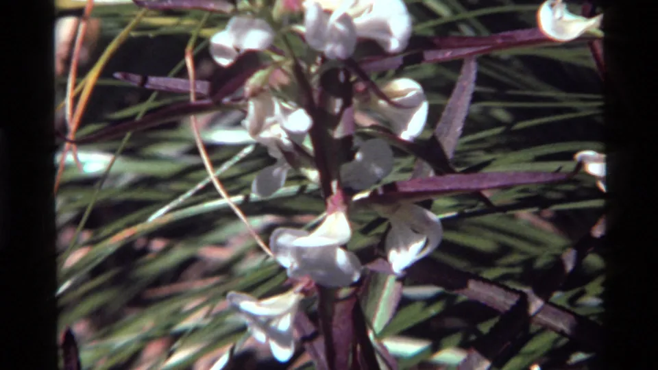 Close 1972 home-movie view of white flowers at Holland Lake, Montana, with grain, soft focus, and saturated foliage colors.