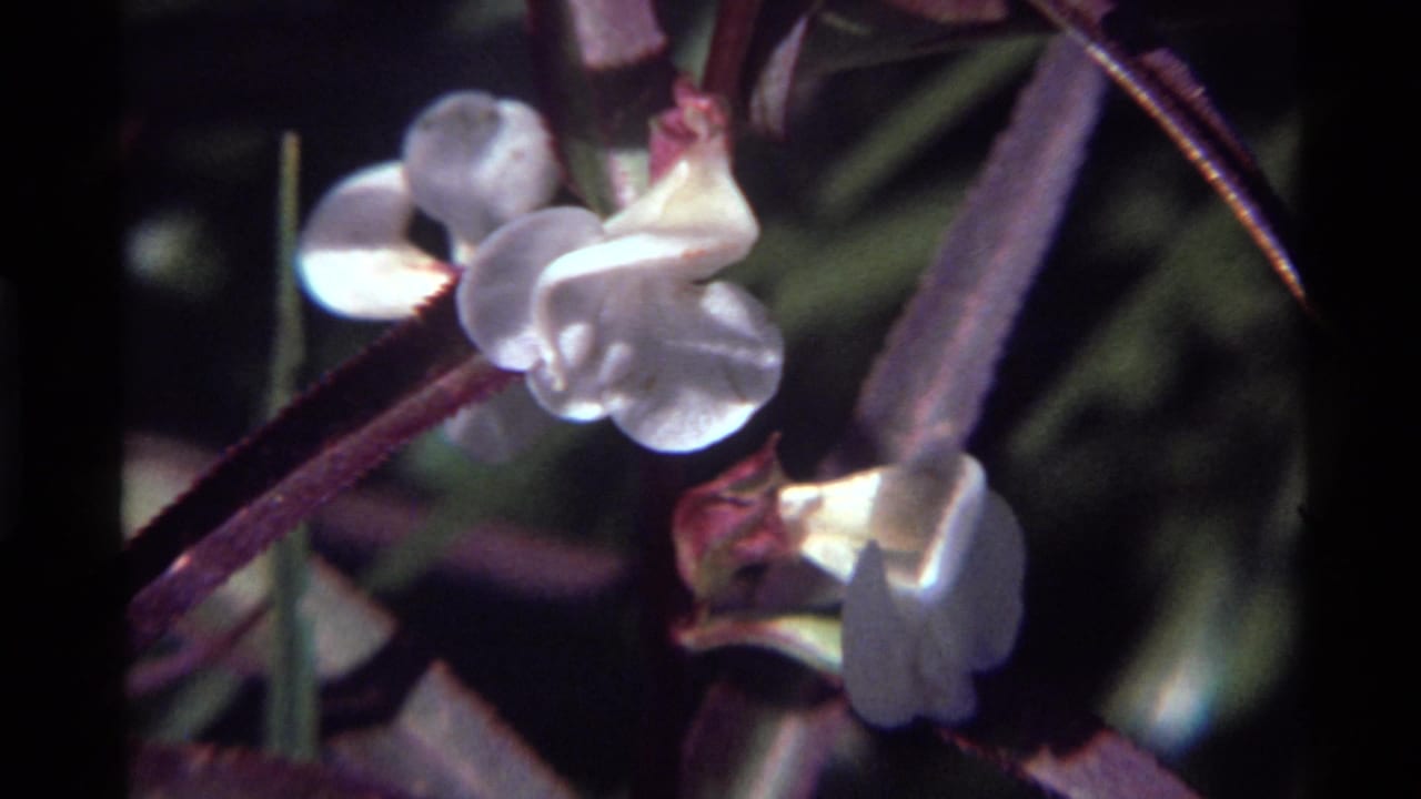 1972 Holland Lake, Montana 8mm frame showing white wildflowers on purple stems with soft green foliage behind them.