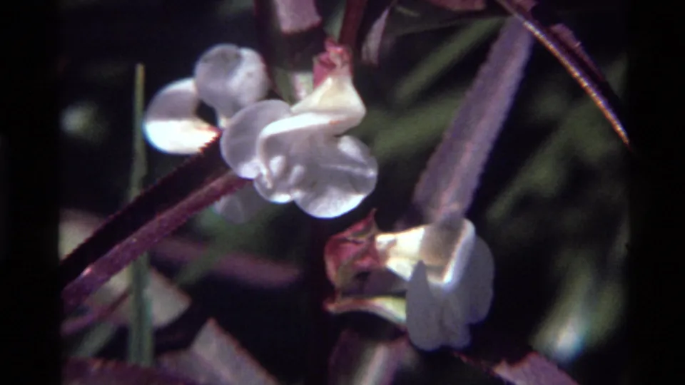1972 Holland Lake, Montana 8mm frame showing white wildflowers on purple stems with soft green foliage behind them.