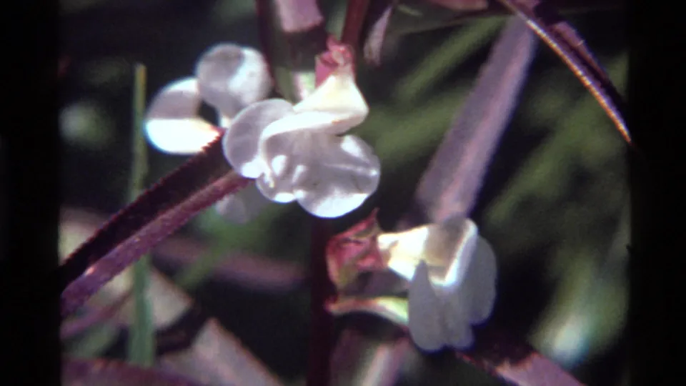 Close 8mm view of white wildflowers with purple stems and narrow leaves at Holland Lake, Montana in 1972.