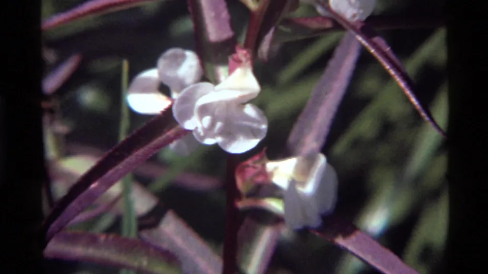 1972 home-movie frame from Holland Lake showing a small cluster of white flowers against purple stems and green grass.
