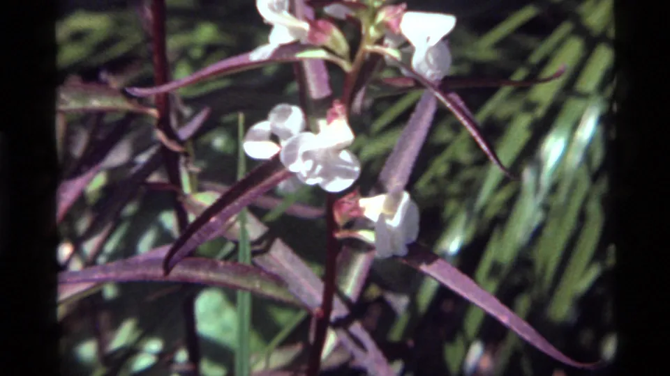Wider 1972 Holland Lake frame showing white wildflowers, purple stems, slender leaves, and dense green grass.