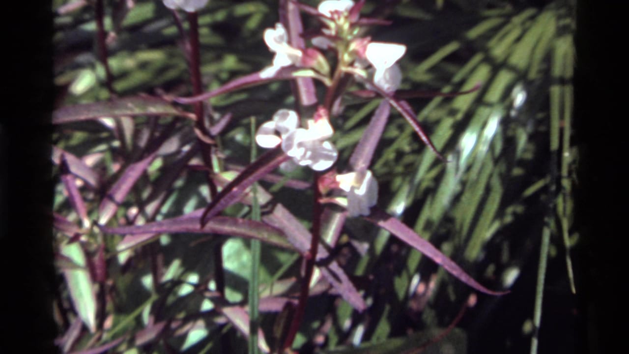 1972 Holland Lake 8mm frame showing white blossoms and purple-red leaves in dappled forest light.