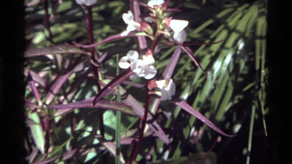 1972 Holland Lake 8mm frame showing white blossoms and purple-red leaves in dappled forest light.