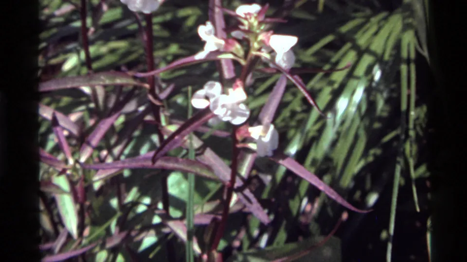 Close 8mm view of a flowering plant at Holland Lake, with white blossoms, reddish leaves, and shaded green foliage.