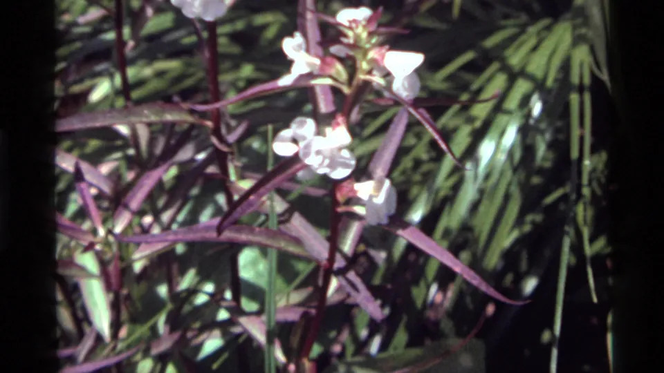 The 1972 home-movie camera continues on white flowers and red-purple leaves, with soft grain and surrounding forest greens.