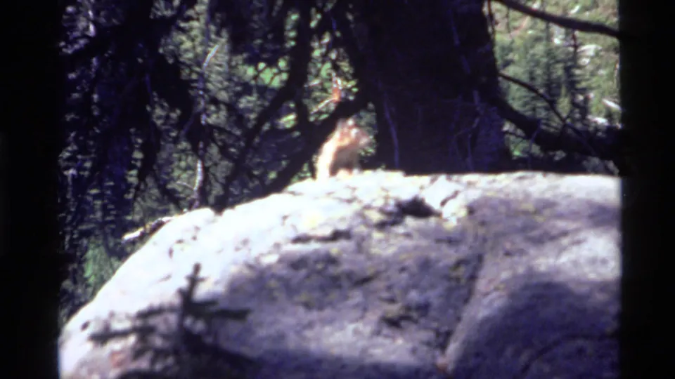Forest frame at Holland Lake with a pale rocky outcrop, dark tree trunks, and a small animal shape partly visible in the background.