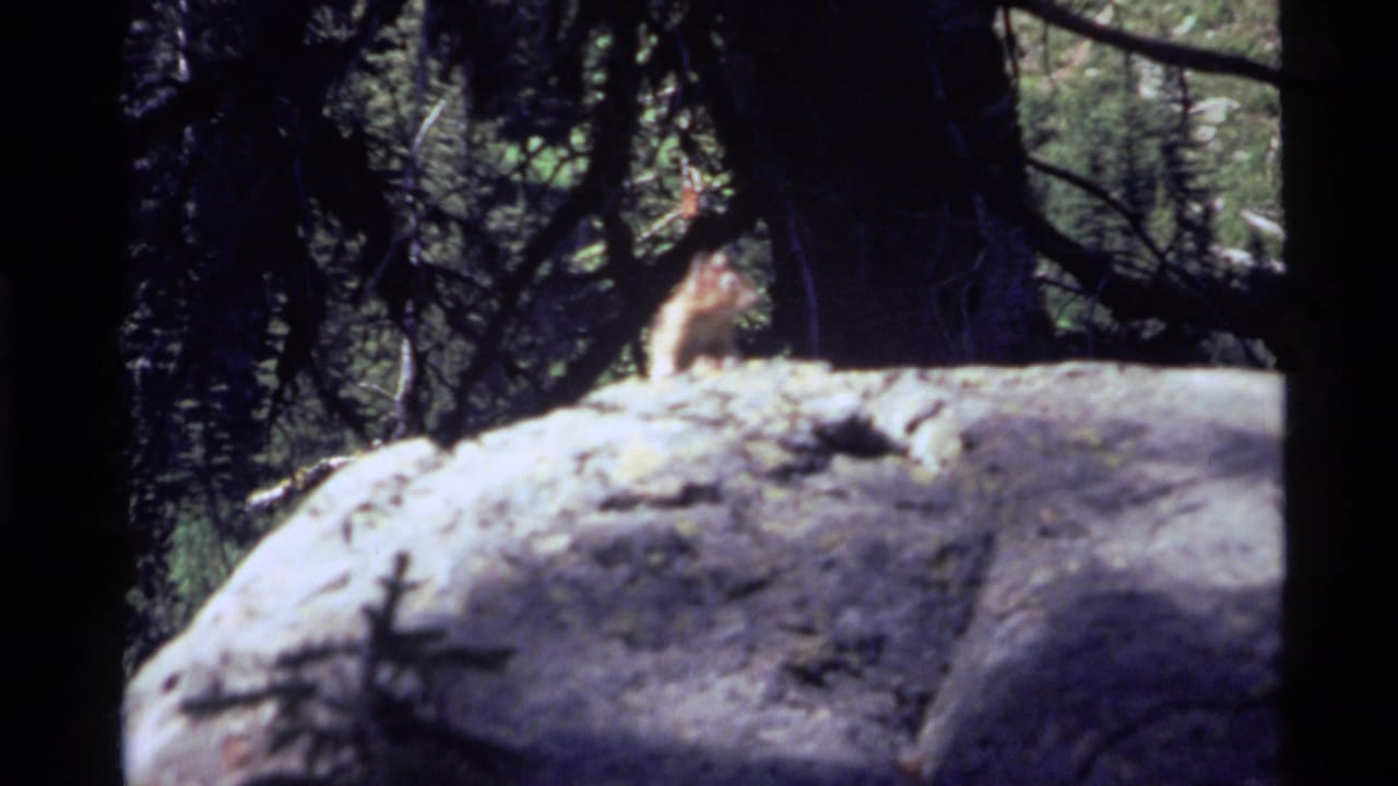 A chipmunk appears near the top of a large boulder in a shaded Holland Lake, Montana forest, filmed on 8mm in 1972.