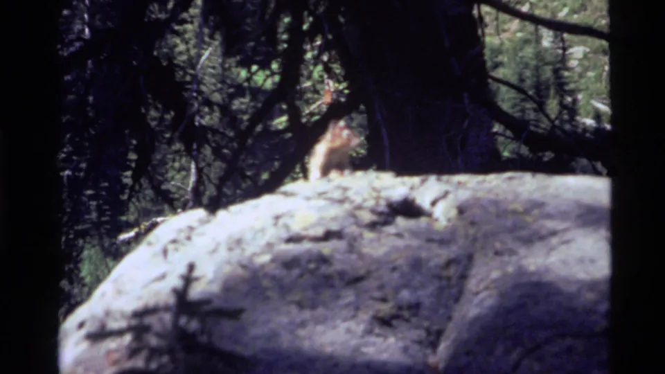 A chipmunk appears near the top of a large boulder in a shaded Holland Lake, Montana forest, filmed on 8mm in 1972.