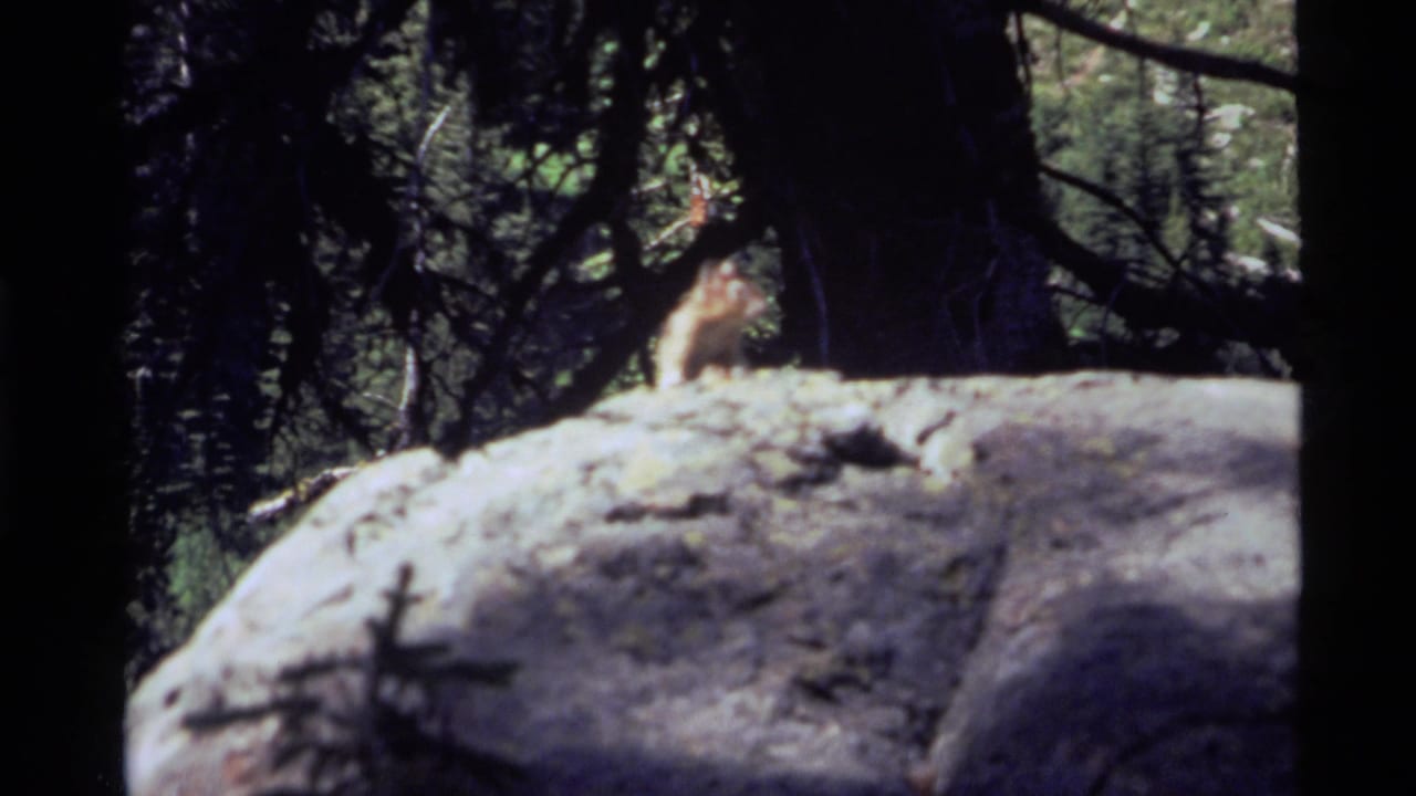 Chipmunk remains on the boulder with trees and branches behind it.