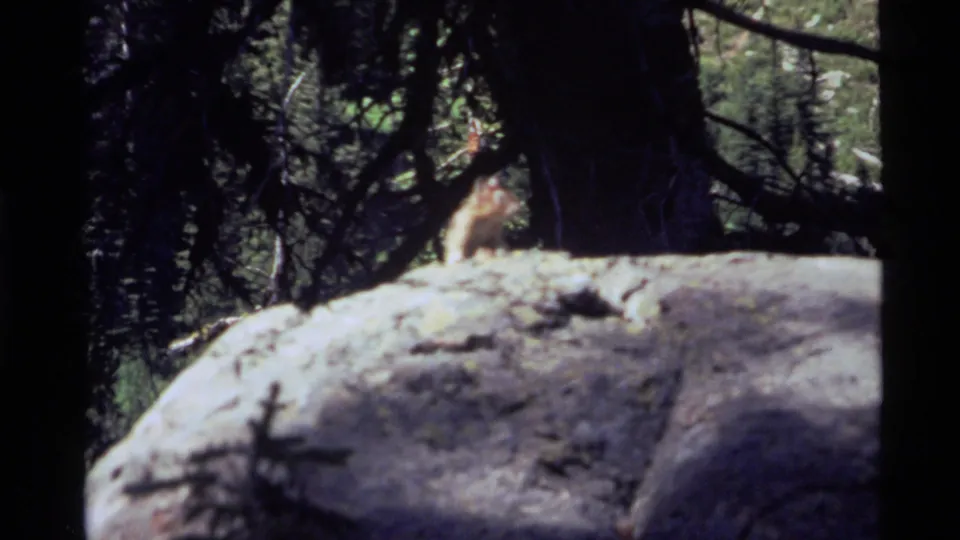 The chipmunk is still visible on the boulder against shaded trees at Holland Lake, Montana, in the 1972 8mm footage.