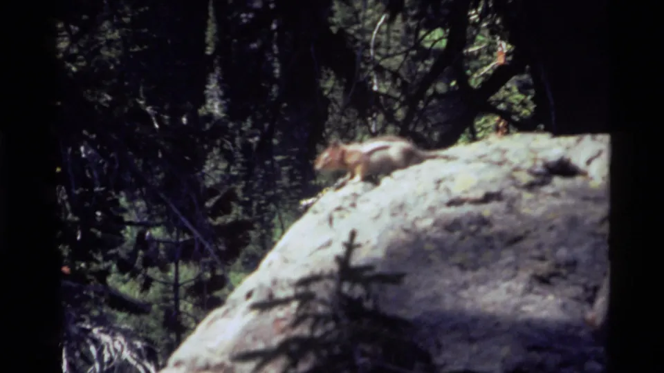A motion-softened chipmunk moves across the large boulder in the Holland Lake forest setting, with dark trunks behind it.