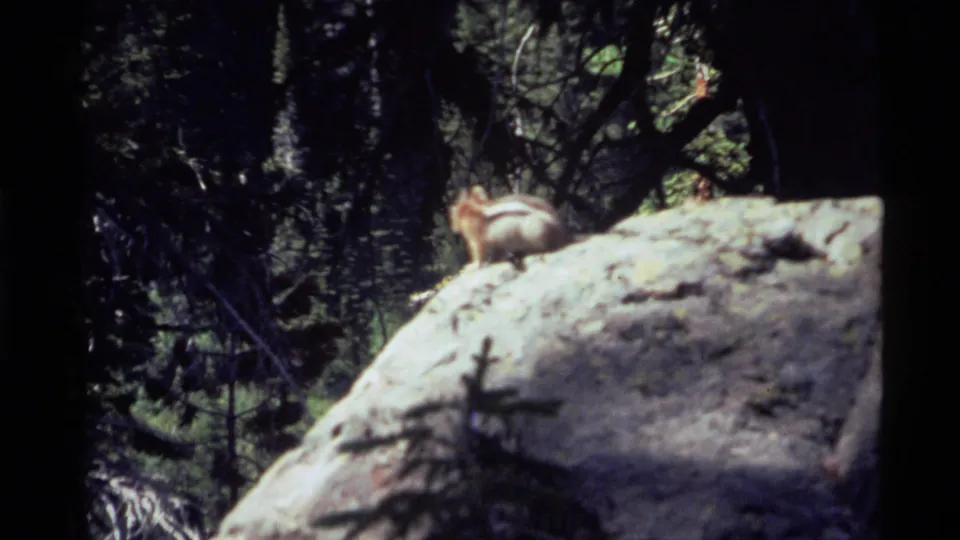 The chipmunk sits on the sunlit boulder in the 1972 Holland Lake, Montana 8mm home-movie scene.