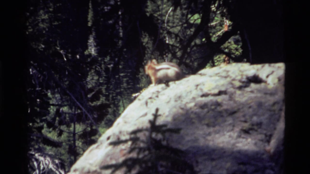 Chipmunk perched on a sunlit rock with dark forest behind it.