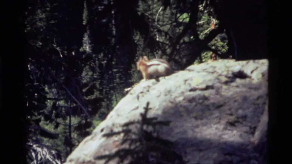 Chipmunk pauses on a bright rock in wooded Holland Lake, Montana footage from 1972.