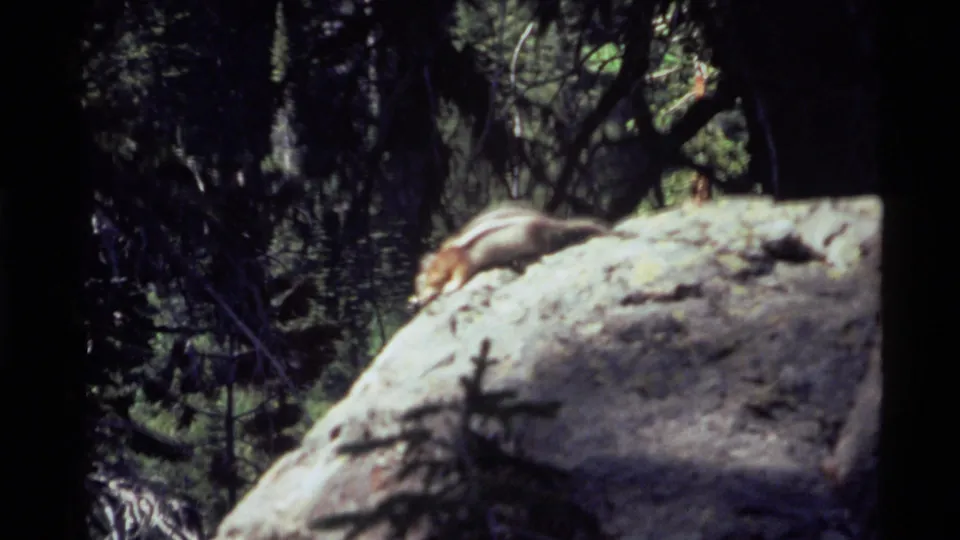 Chipmunk lowers itself on a sunlit rock in 1972 Holland Lake, Montana home-movie footage.
