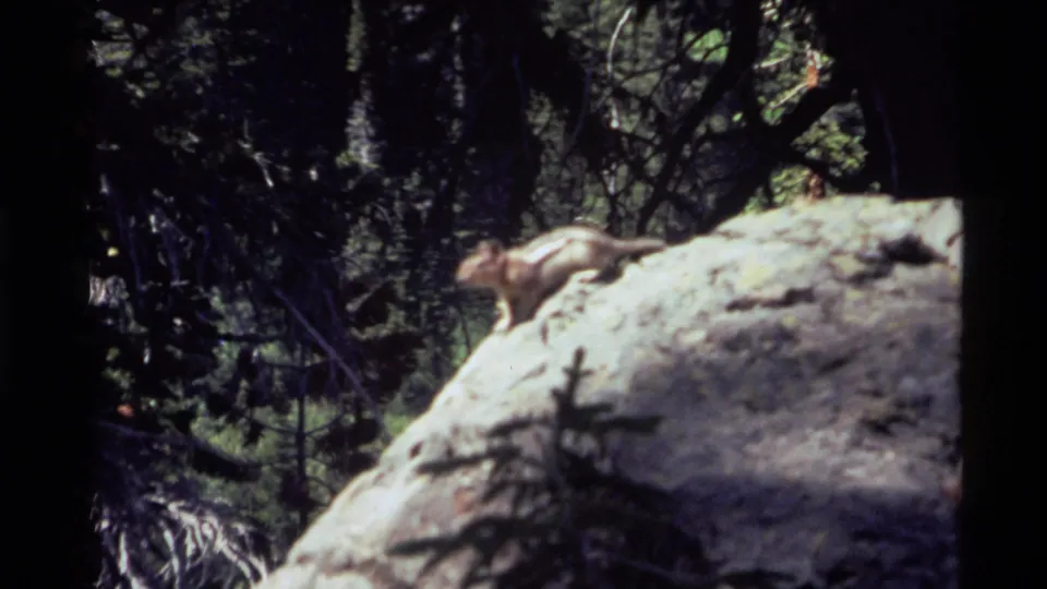 Chipmunk starts across a sunlit rock in 1972 Holland Lake, Montana 8mm footage.