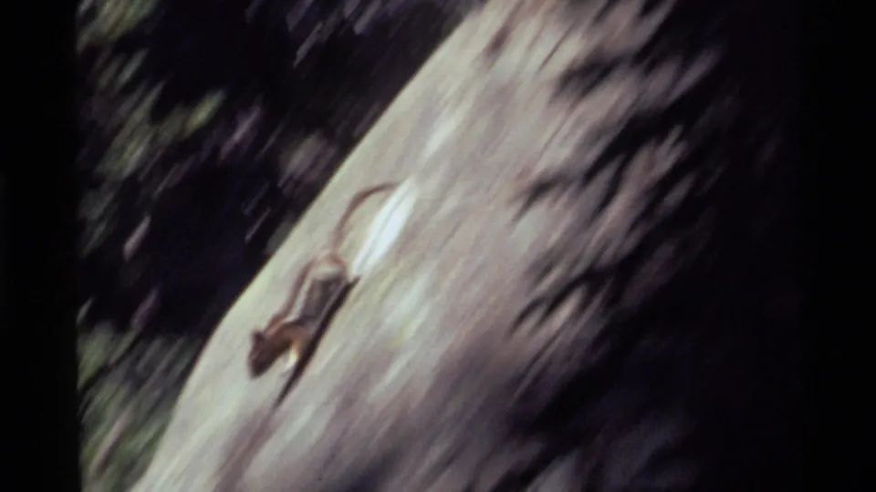 Chipmunk darts down a sloped rock, blurred by movement in 1972 Montana home-movie footage.