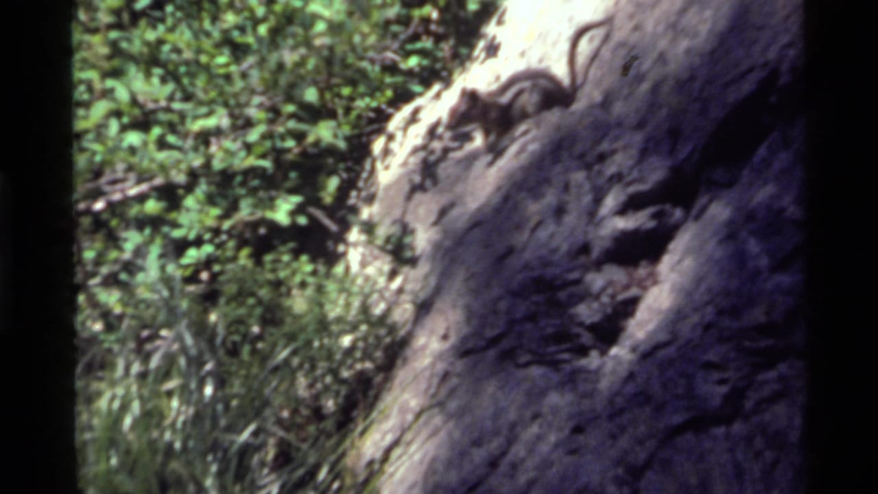 Close view of pale rocks and green forest foliage with dark film-frame edges.