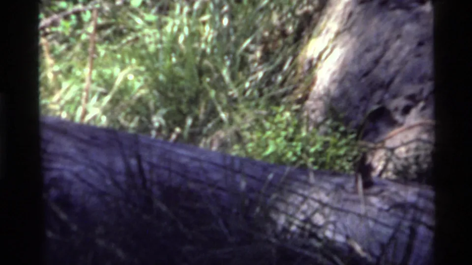 1972 Holland Lake, Montana home-movie frame with rocky terrain, forest plants, and soft 8mm motion blur.