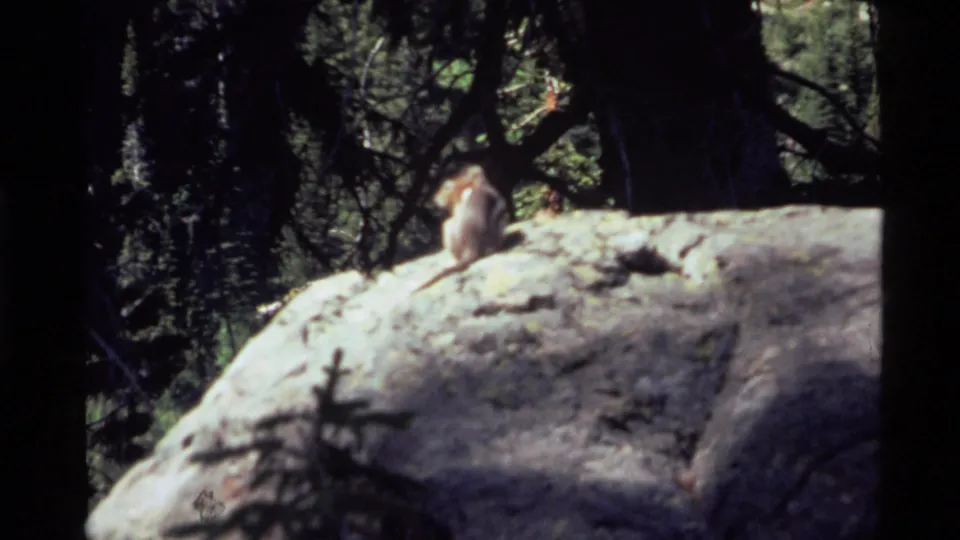 1972 Holland Lake, Montana 8mm frame showing a small squirrel on a pale rock with dark trees behind it.