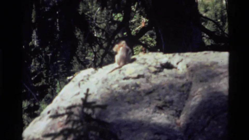 1972 Holland Lake, Montana home-movie frame with a squirrel on sunlit rock amid dense forest shade.