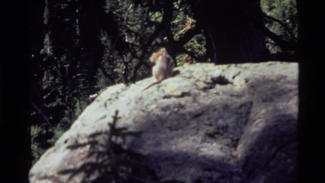 A small animal, likely a chipmunk or squirrel, sits on a large sunlit rock in 1972 Holland Lake, Montana home-movie footage.