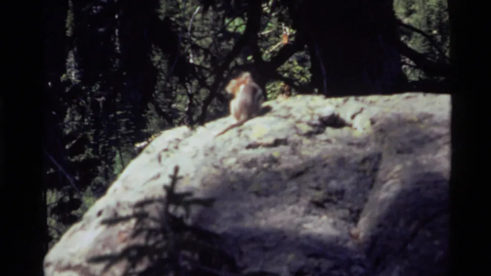 A small animal, likely a chipmunk or squirrel, sits on a large sunlit rock in 1972 Holland Lake, Montana home-movie footage.