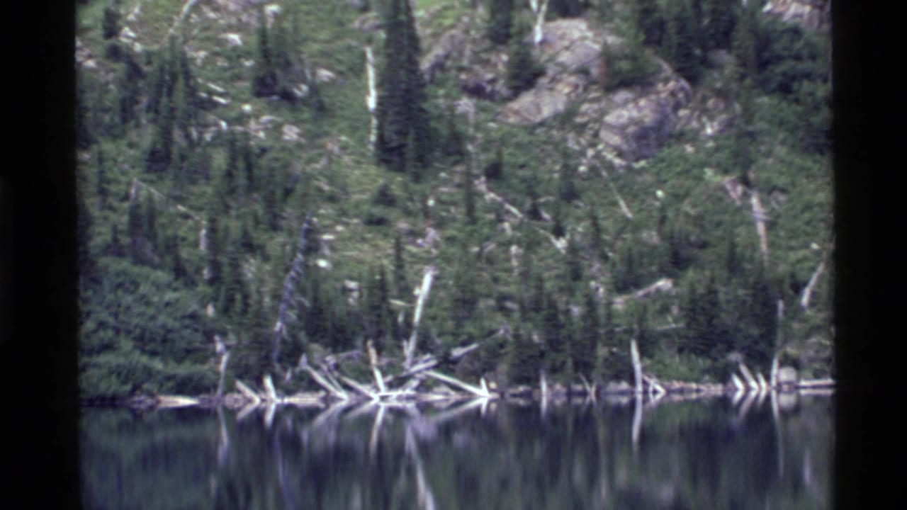 Forested mountain lake shoreline with fallen logs reflected in still water.