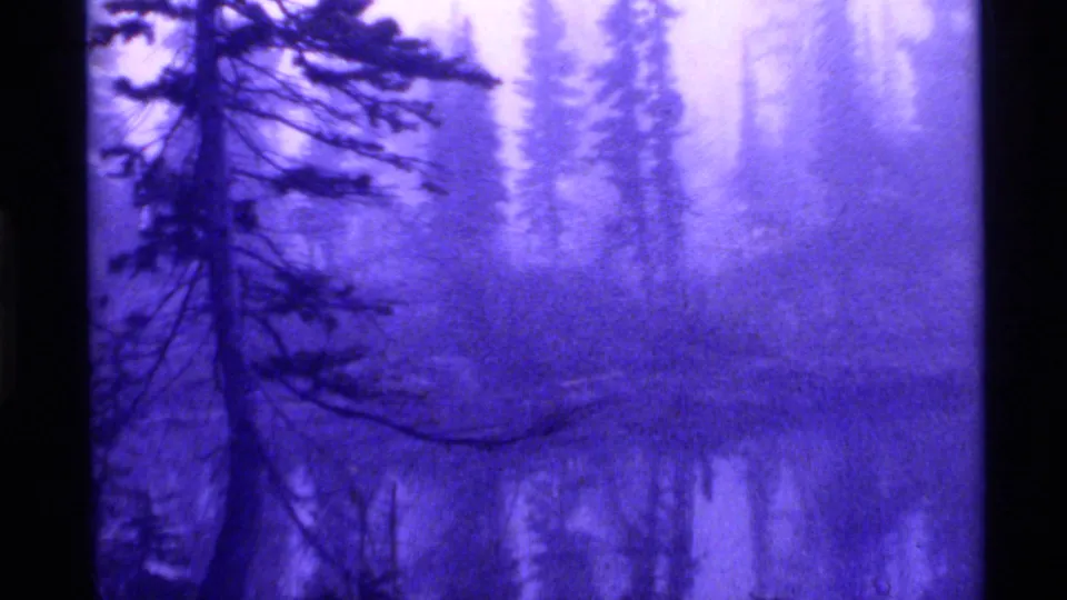 Purple-tinted 8mm frame of the Montana forest landscape, with silhouetted branches and reflected trees on still water.
