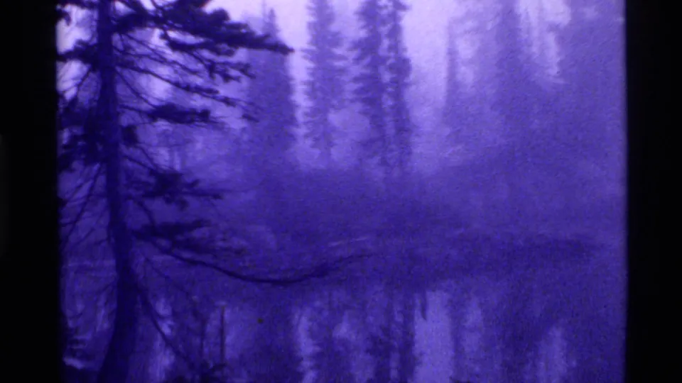 Purple-tinted home-movie view near Holland Lake, showing dark tree branches, soft conifer forms, and reflections on water.
